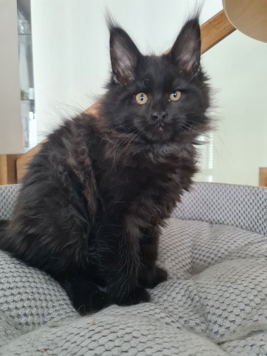 Czarno czekoladowy kocurek