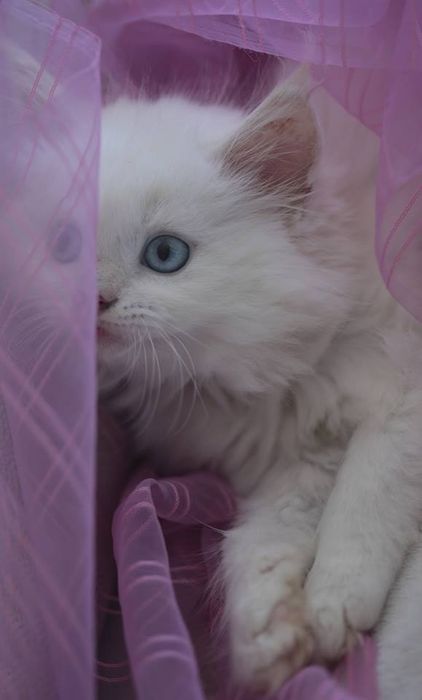 Зимова сніжинка з блакитними очима