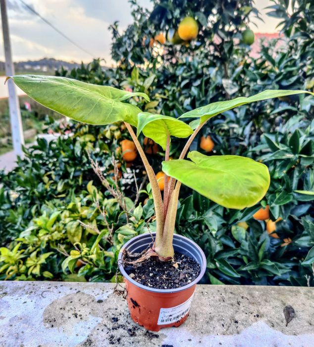 Muda de Planta Alocasia