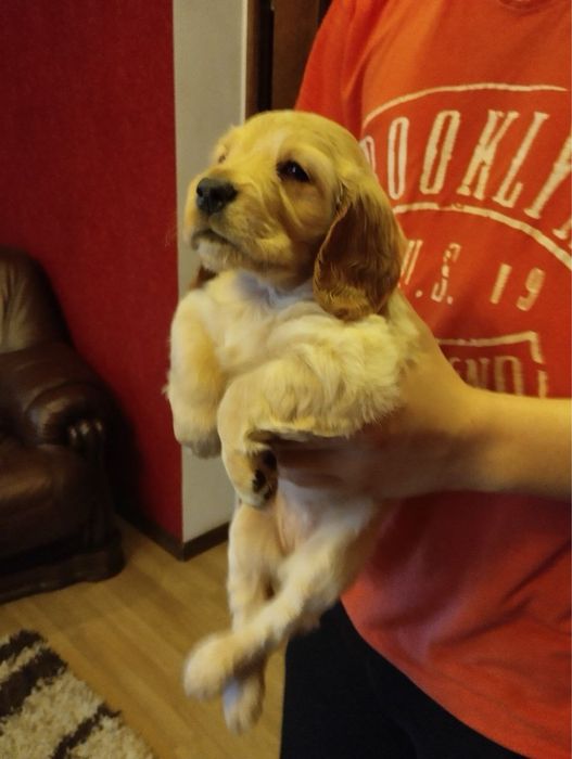 Продам цуценят Кокера