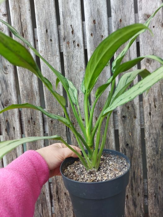 Aglaonema cutlass piękna duża sadzonka