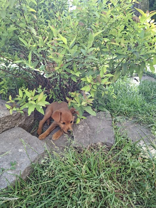 Pinczer miniaturowy suczka