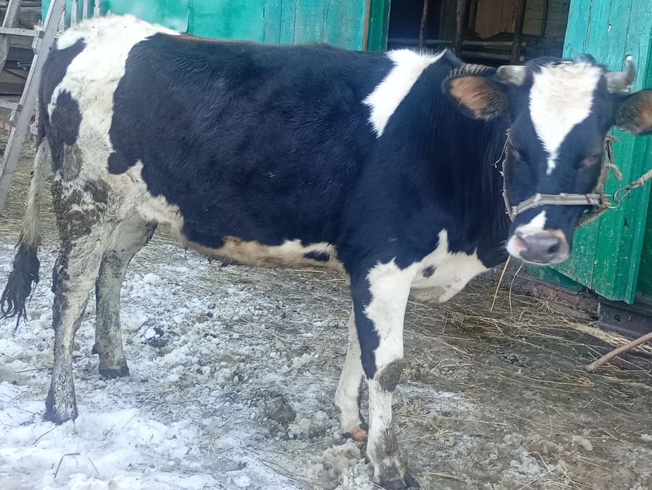 Продам  тільну телицю