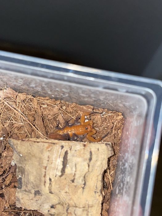 sprzedam mini chodowle