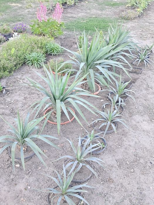 Yucca gloriosa wspaniała, budująca pień, do ogrodu, na taras