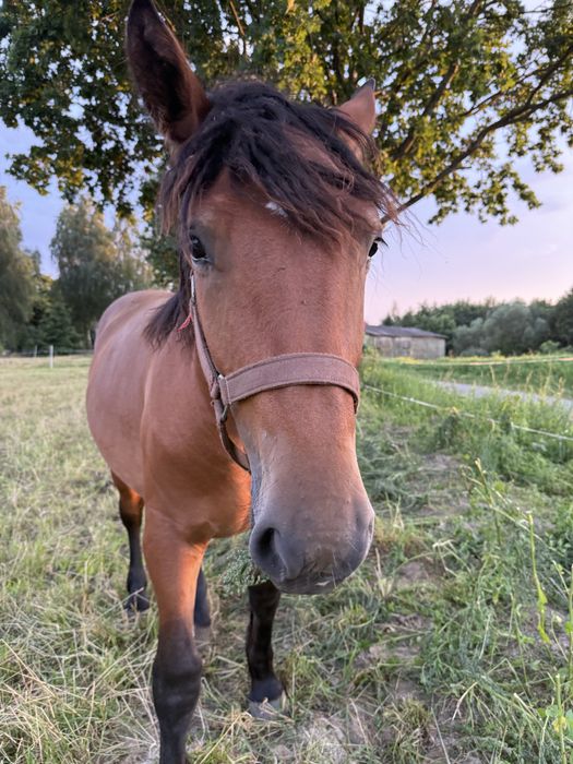 Kobyłka Polski Koń Zimnokrwisty