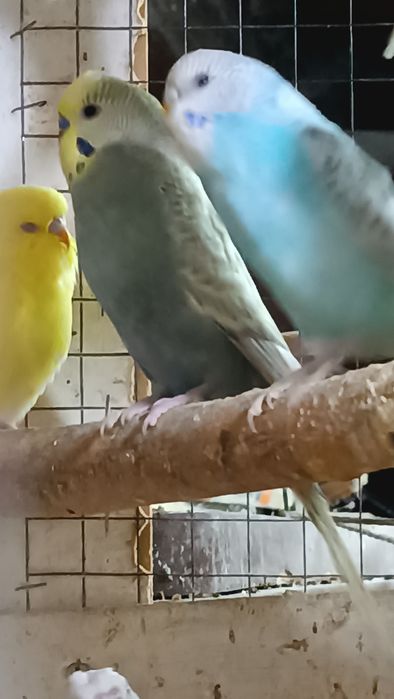 Papugi Faliste cena 35  zł