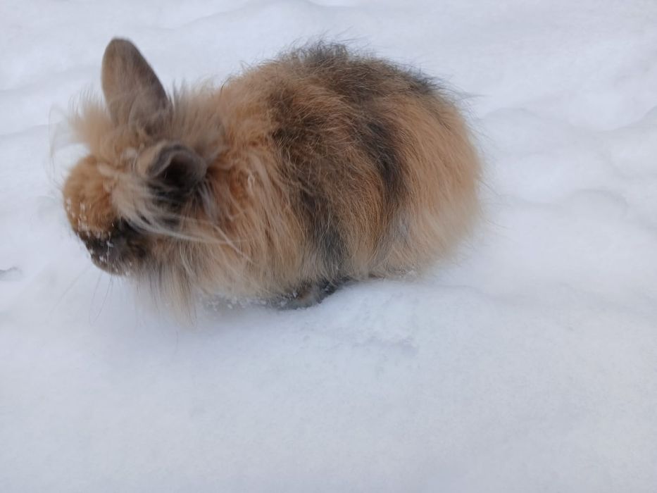 Кролик декоративный пушистый маленький мини
