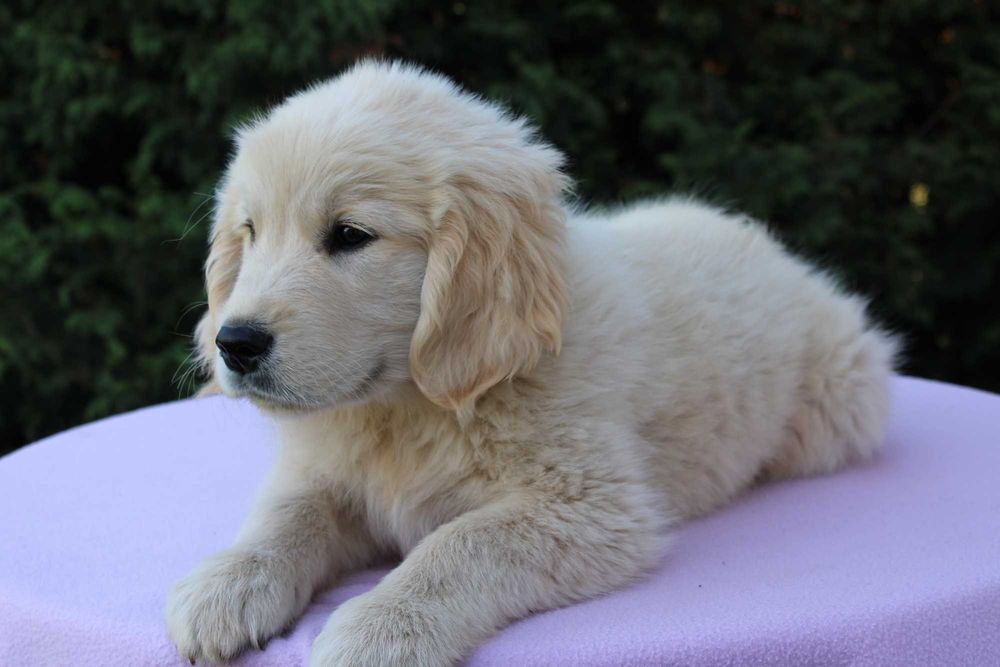 Golden Retriever szczeniak