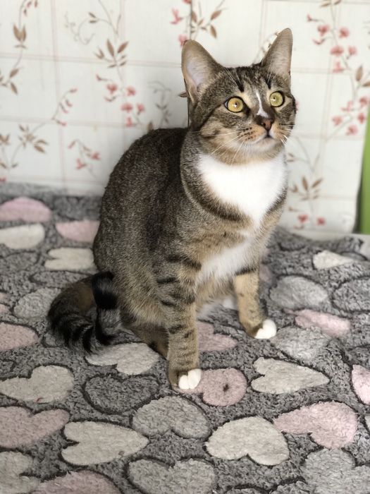 Кошечка 1 год бесплатно