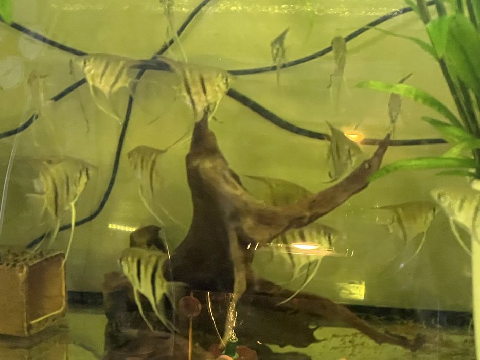 Pterophyllum leopoldi  skalar Leopolda młode