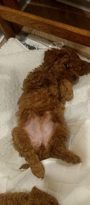 Щенок той пуделя девочка