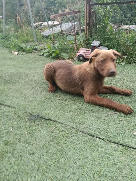 Cão jovem castanho