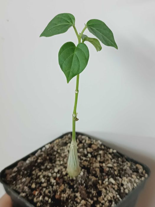 Gonolobus cyclophyllus