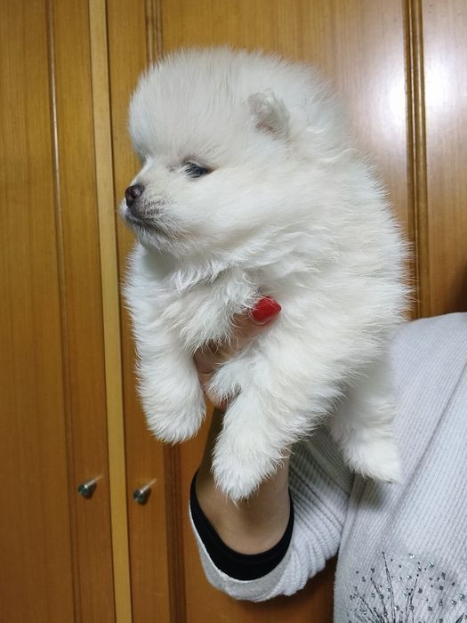 Lulu da Pomerânia menino