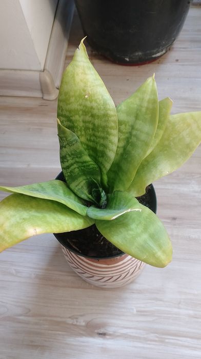 Sansewieria  domowaieria