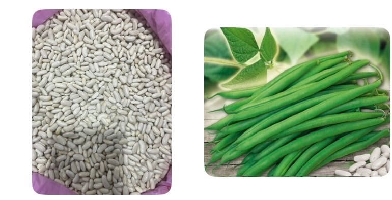 Насіння спаржевої квасолі кущова,різні сорти жовті,зелені стручки