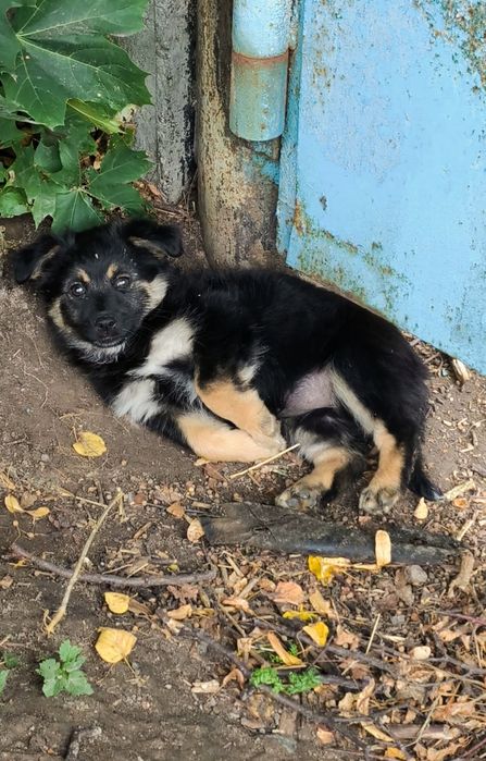 Цуценята шукають дім
