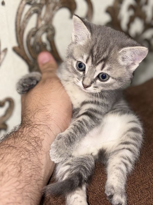 Котята Шотландські