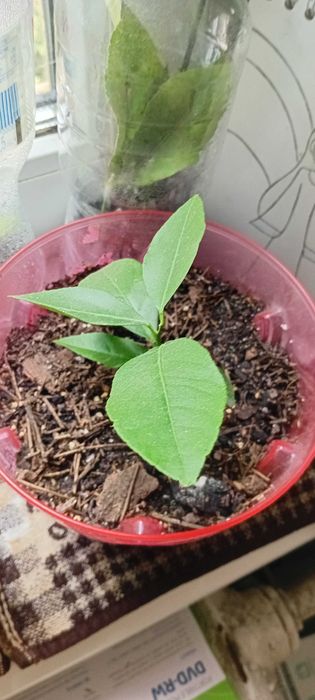 Лимон Загара, Карубару