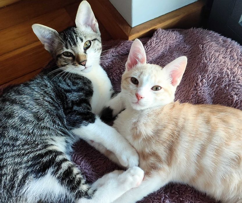 Gatinhos - Adoção Conjunta