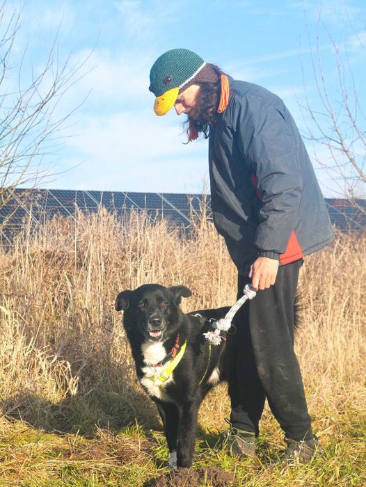 Power - uroczy, energiczny psiak dla aktywnego opiekuna - adopcja.