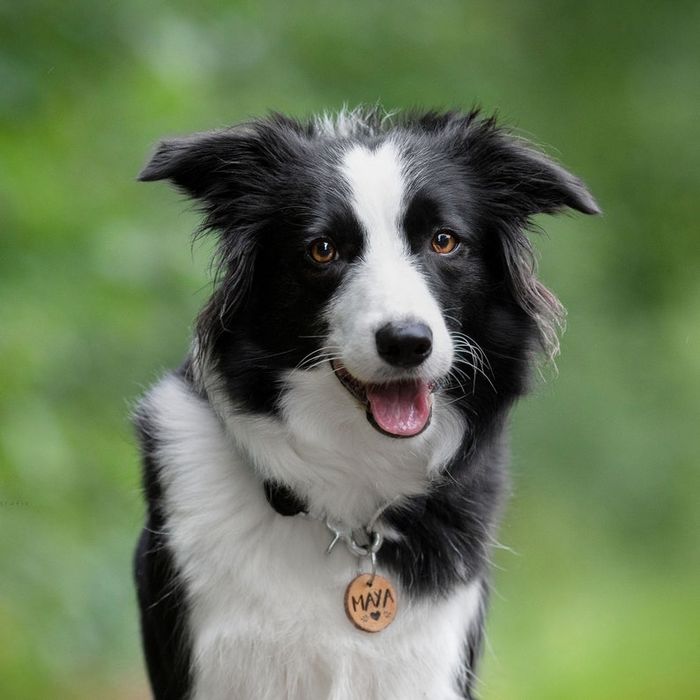 Жетон амулет номер для вашего питомца с гравировкой.