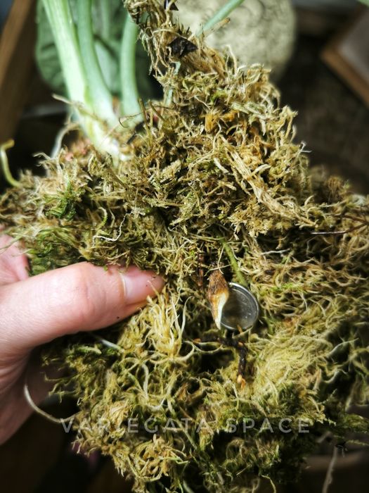 Alocasia Dragon Scale mint variegata bulwa alokazja