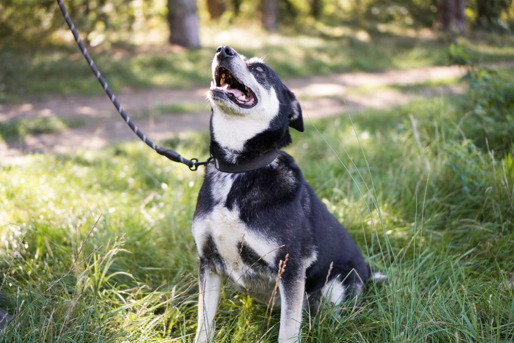 8 letnia Ksenia do adopcji!