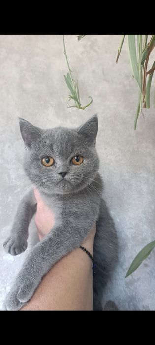 Котенок котята скоттиш страйт шотландская прямоухая британская британский короткошкрстный голубой серый голубая серая документы доставка по всему Миру