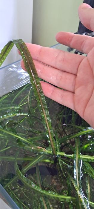 Sprzedam sadzonki roślin akwariowych