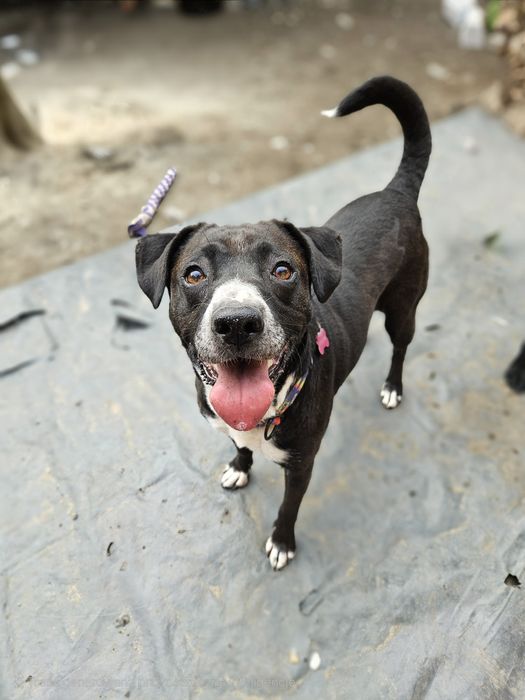 Merry na psią jedynaczkę