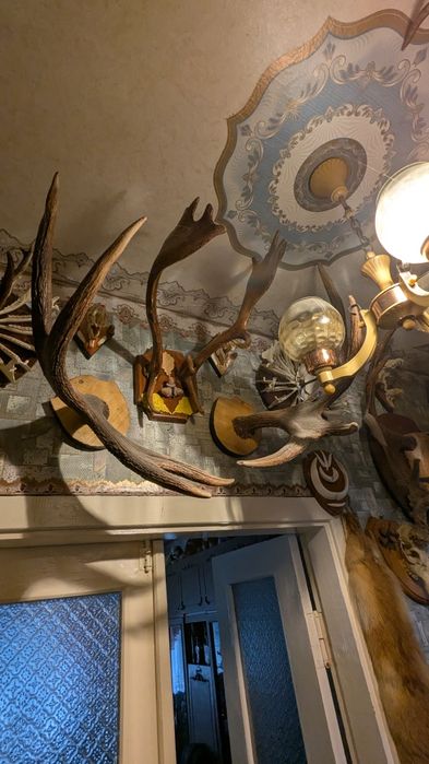 Колекція мисливських трофеїв