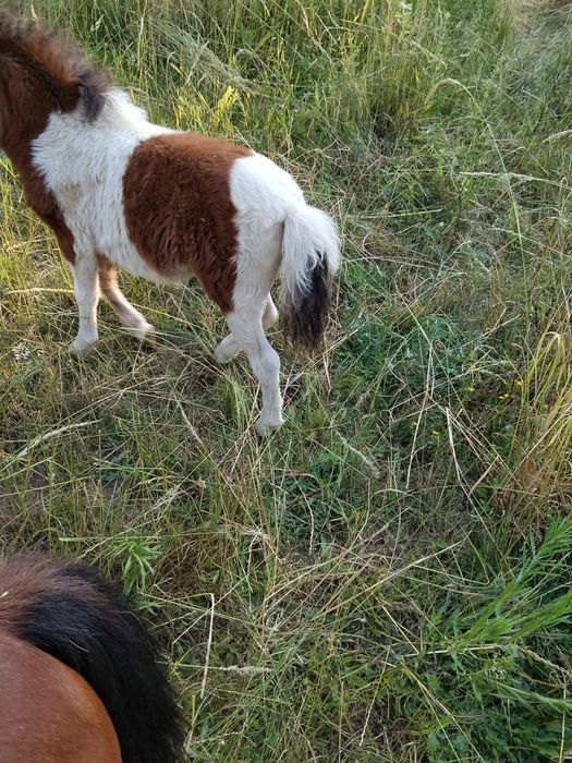Vendo estas duas mini pôneis