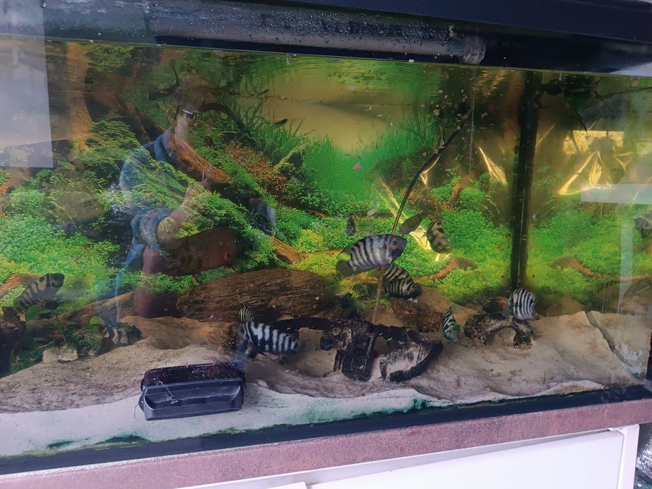 Sprzedam Akwarium 375l