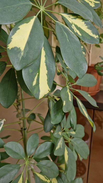 Шефлера, висотою 1.60 м