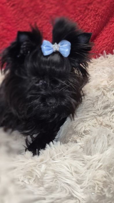 Yorkshire Terrier piesek do odbioru