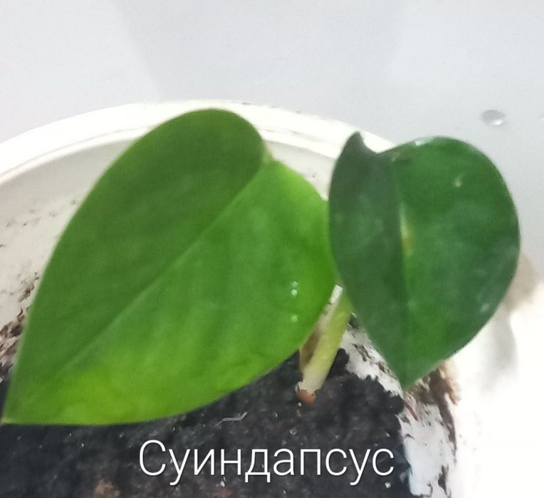 Кімнатні рослини