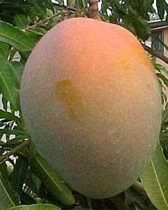 Mango Tree / Mango64584573545089123