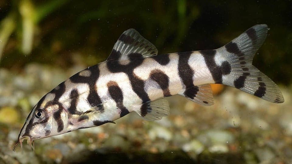 Bocja siatkowana (Botia lohachata)