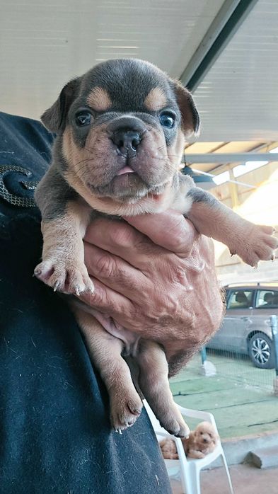 Bulldog francês Macho cor Blue And Tan