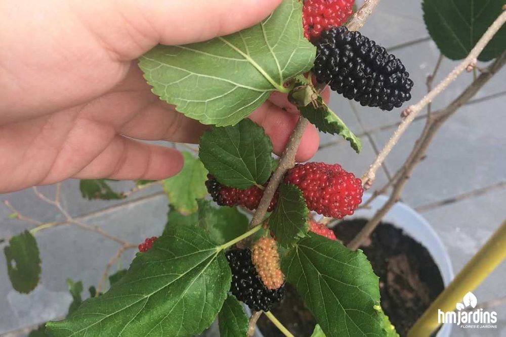 amoreira a dar fruto