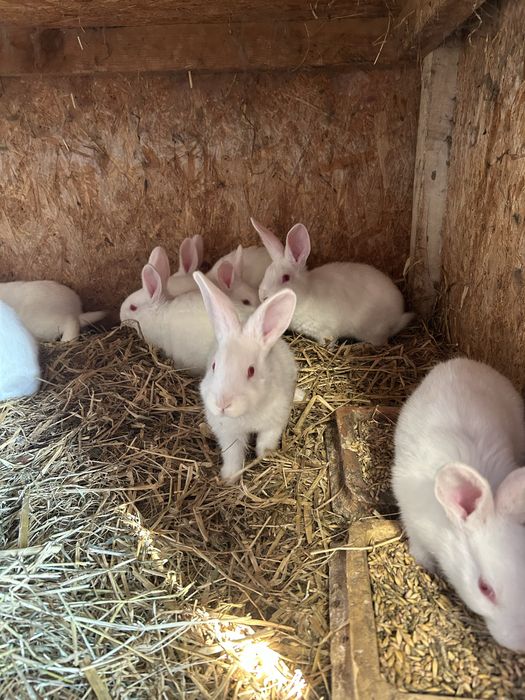 sprzedam kroliki termandzkie