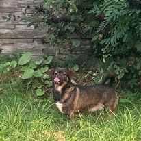 Młody piesek pilnie szuka domu