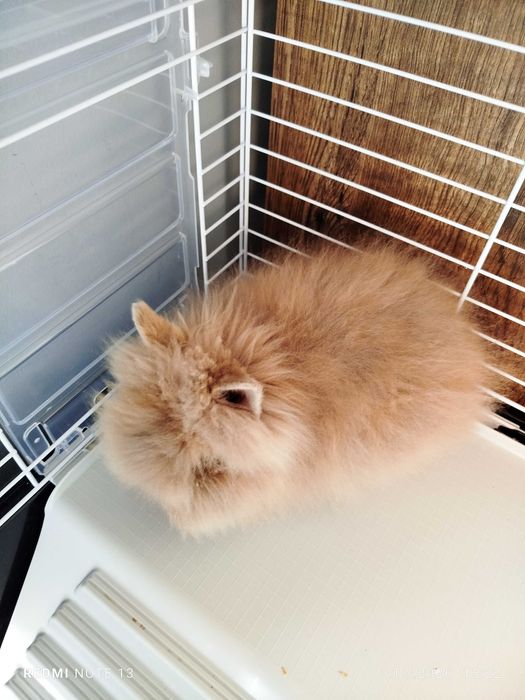 Królik karzełek Teddy