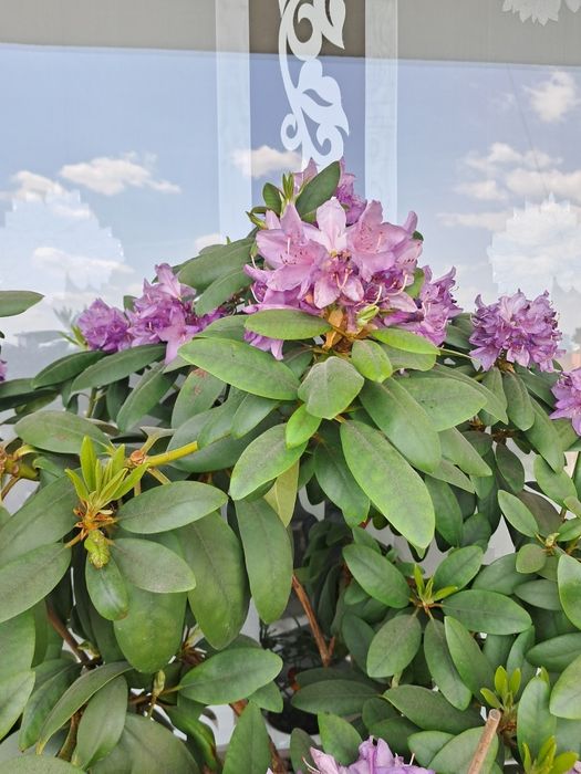 Rododendron rózanecznik  90 cm