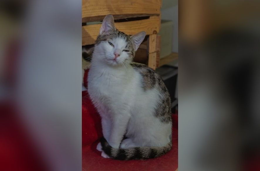 Kochana kotka Chmurka szuka domu!