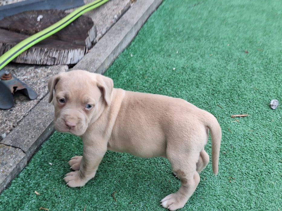American bully XL suczka  z dokumentami