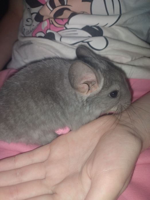 Szynszyl szynszyle beż beżowy