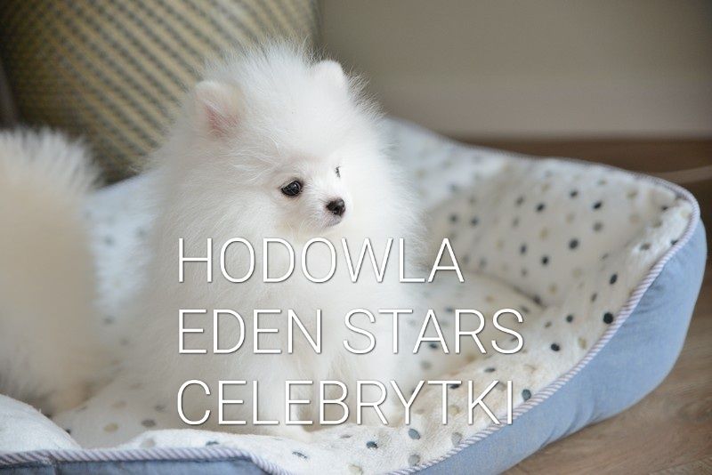 Pomeranian biała sunia